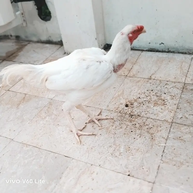 Aseel/Murga/Murgi/Madi/chick/choze/heera — photo 12