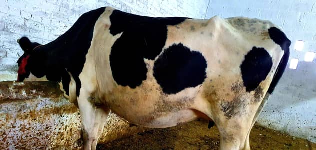 Friesian cross desi cow