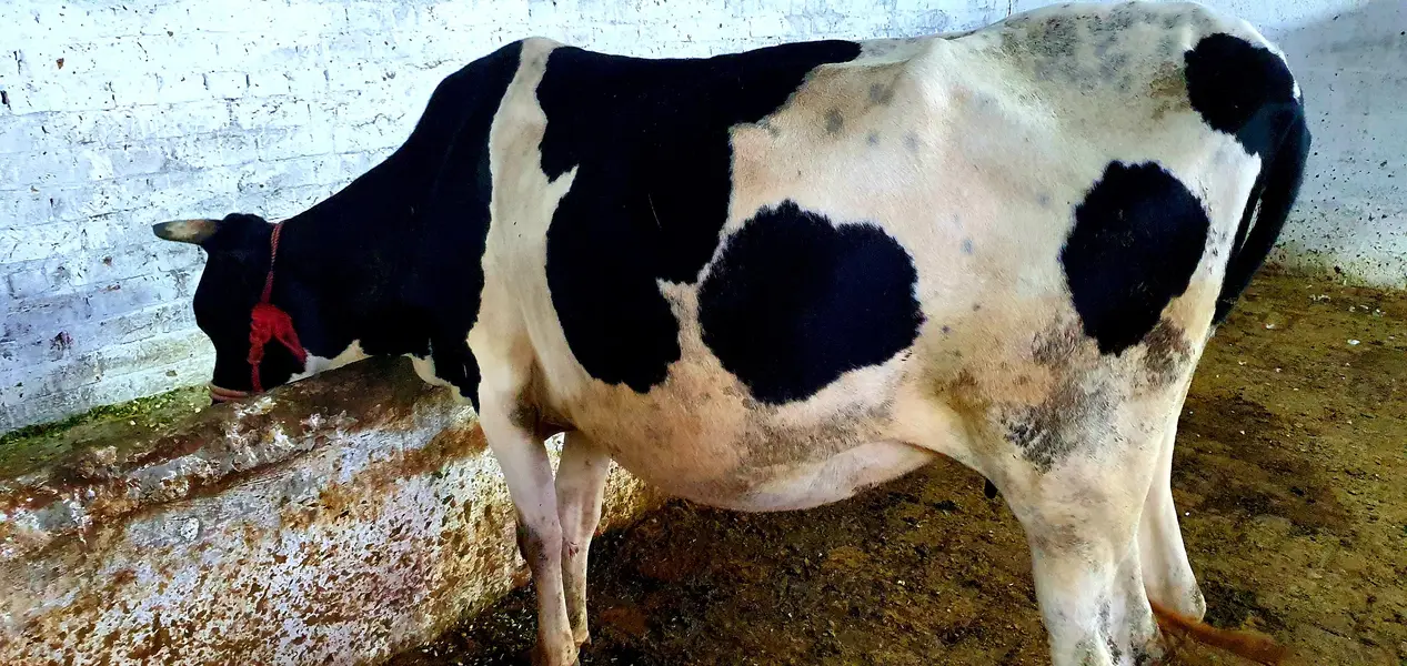 Friesian cross desi cow — photo 2