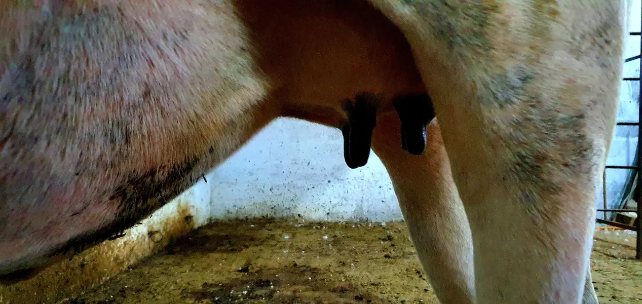 Friesian cross desi cow — photo 3