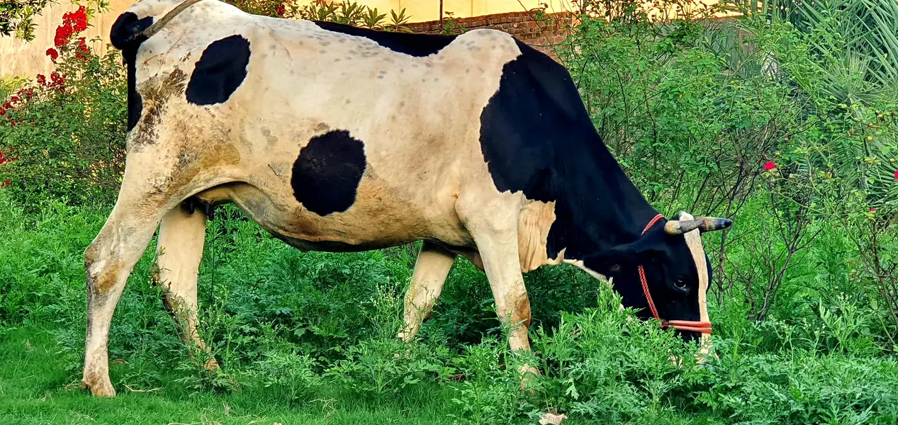 Friesian cross desi cow — photo 4