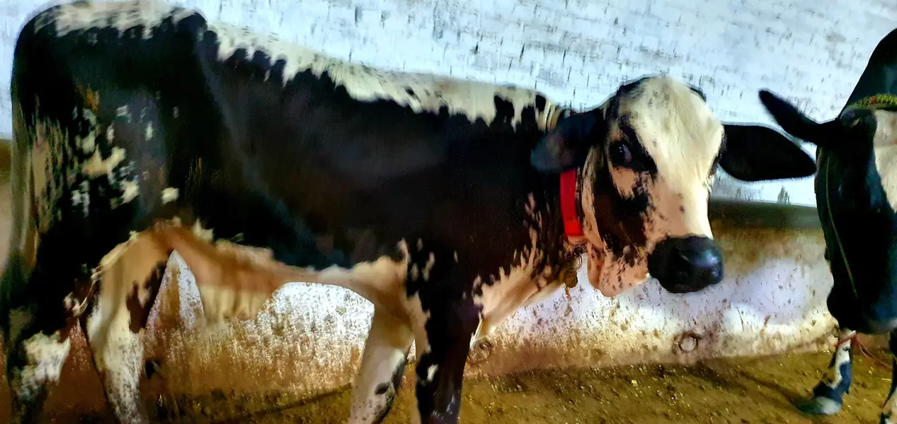 Friesian cross desi cow — photo 5
