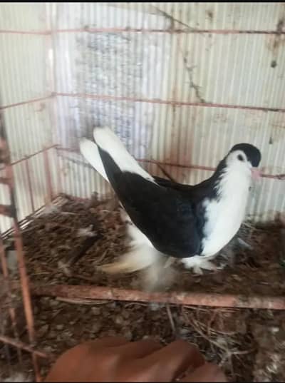 sherazi and mukhi mookee breeder pairs