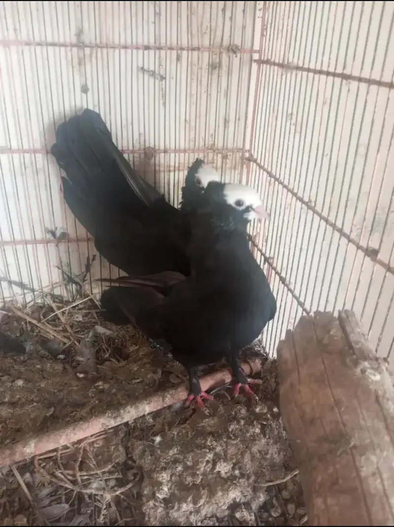 sherazi and mukhi mookee breeder pairs — photo 2