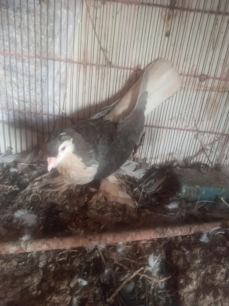 sherazi and mukhi mookee breeder pairs — photo 3
