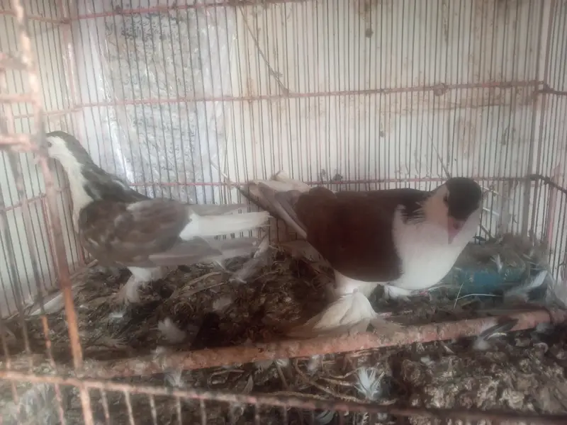 sherazi and mukhi mookee breeder pairs — photo 4