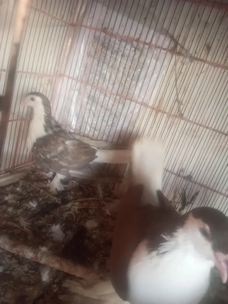 sherazi and mukhi mookee breeder pairs — photo 5