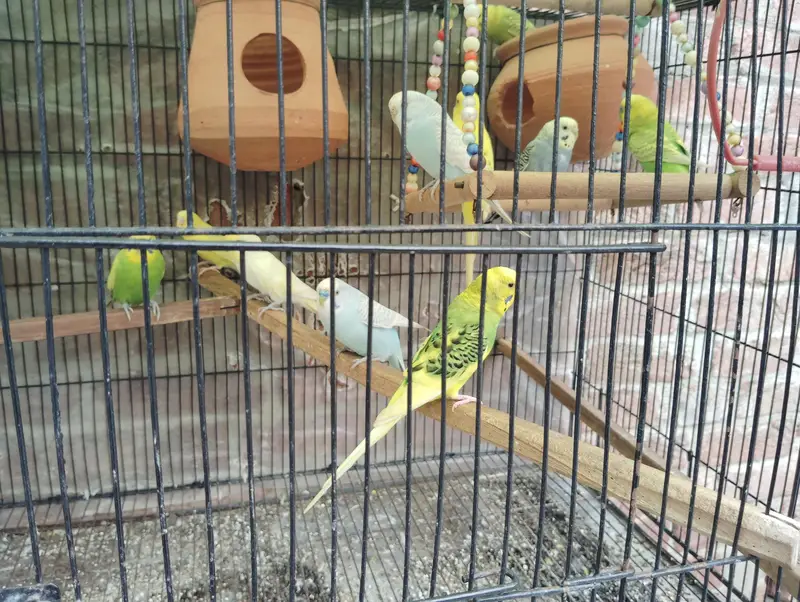 Australian parrat gher ke — photo 3