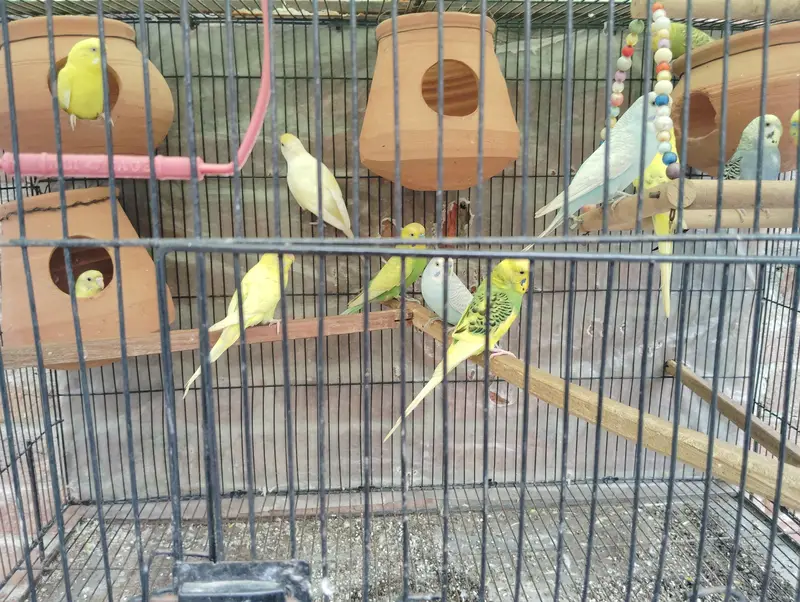 Australian parrat gher ke — photo 4