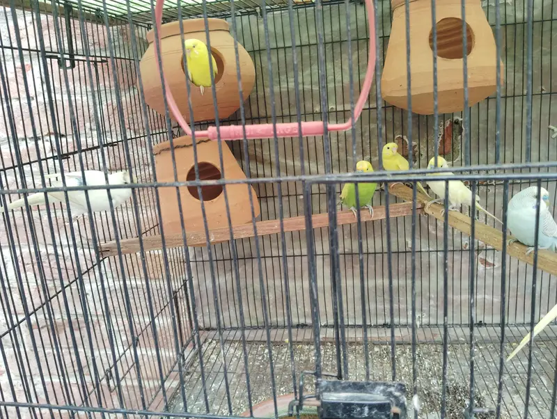 Australian parrat gher ke — photo 5