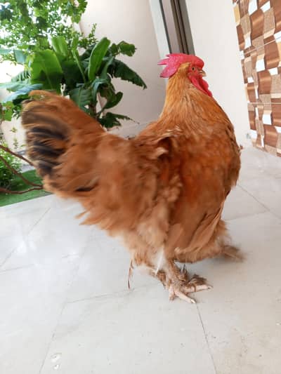Golden murga buff