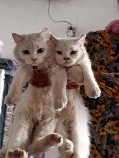 jaguu and bouree