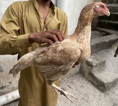 Aseel lasani bredr female