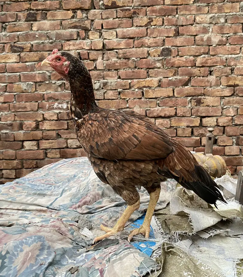 Aseel lasani bredr female — photo 2