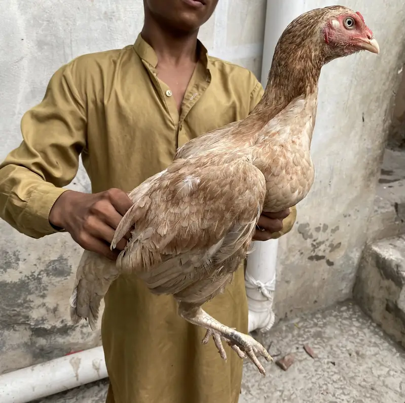 Aseel lasani bredr female — photo 3