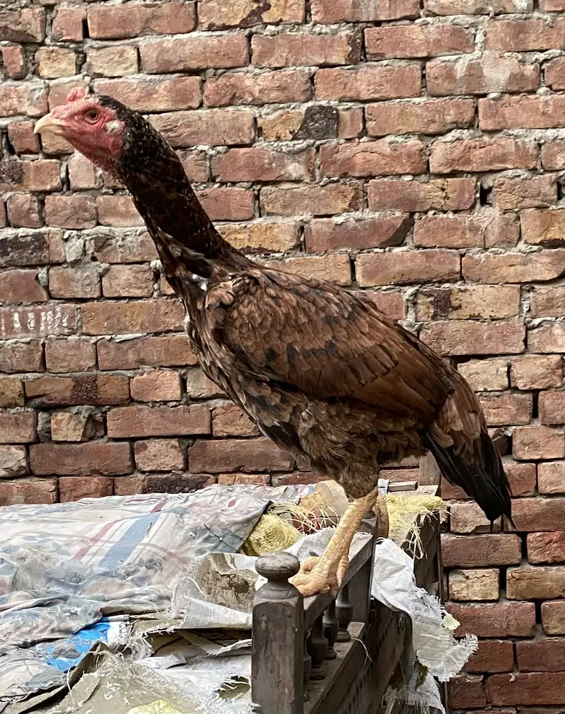 Aseel lasani bredr female — photo 4