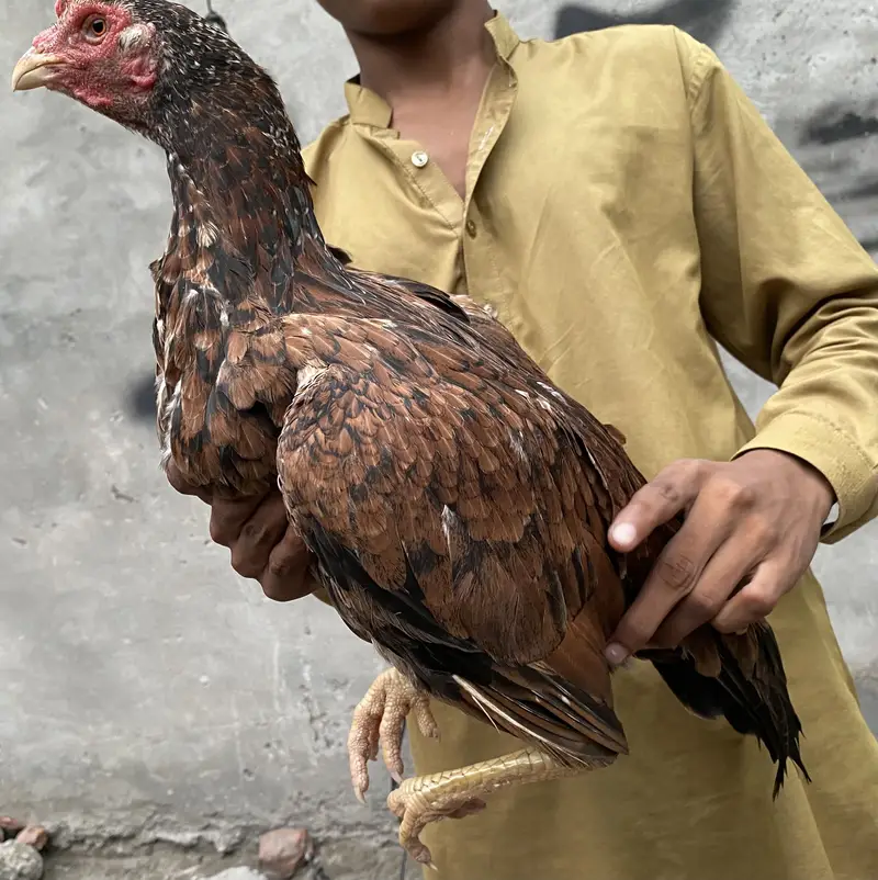 Aseel lasani bredr female — photo 5