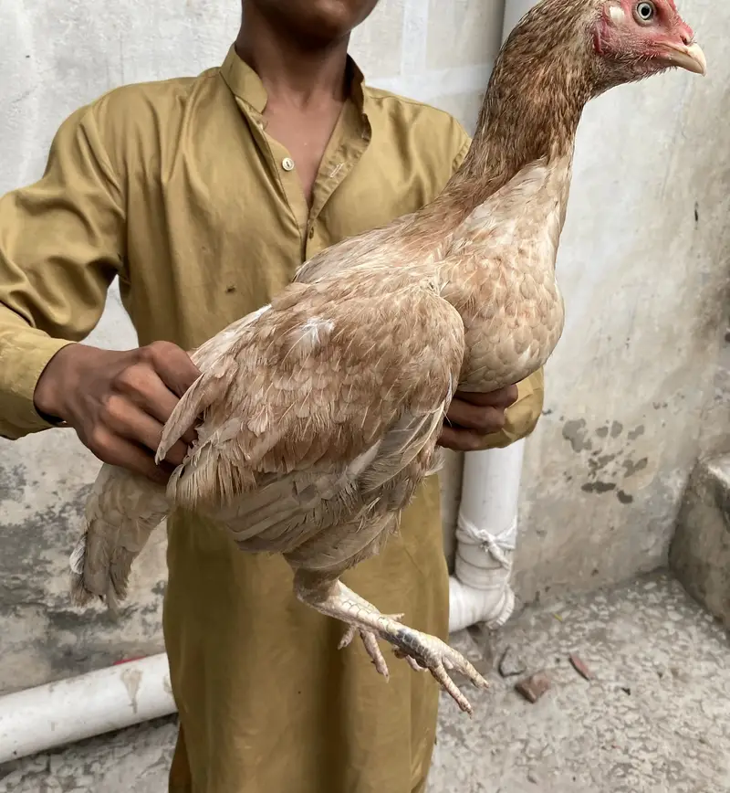 Aseel lasani bredr female — photo 6