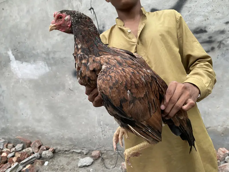 Aseel lasani bredr female — photo 7