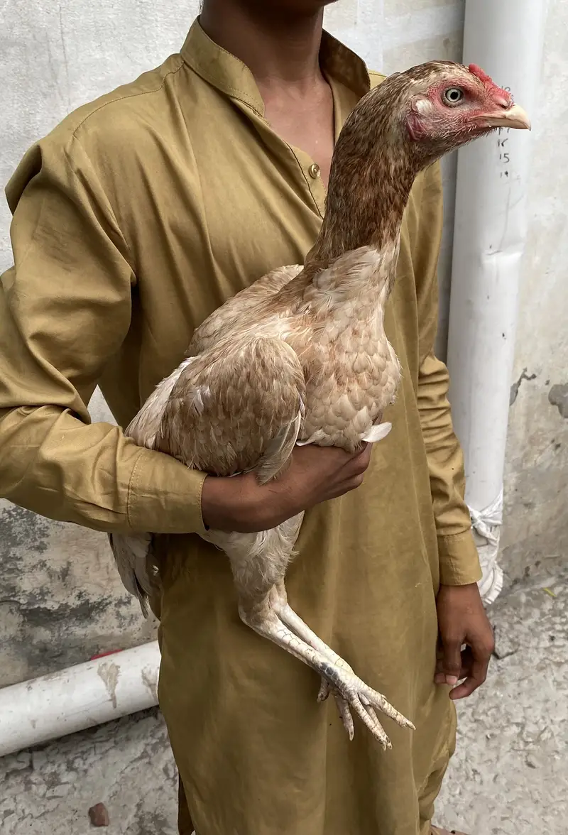 Aseel lasani bredr female — photo 8