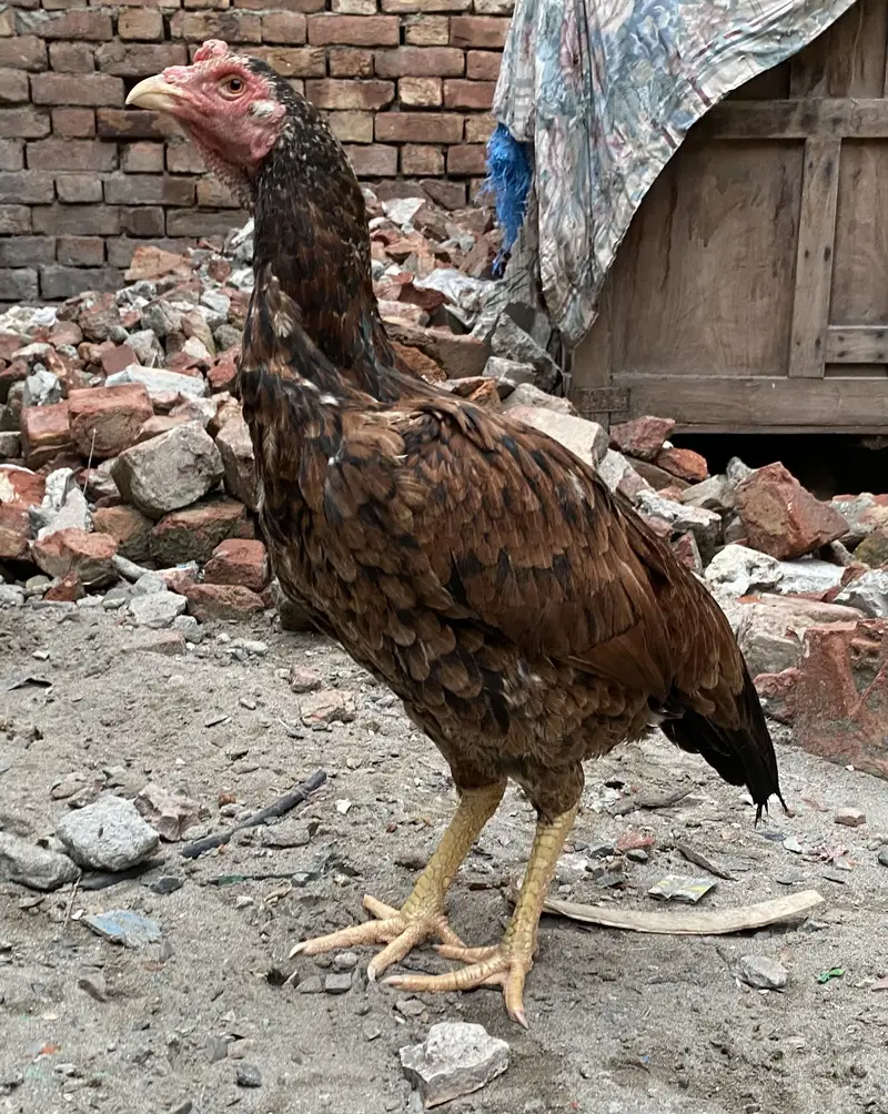 Aseel lasani bredr female — photo 9