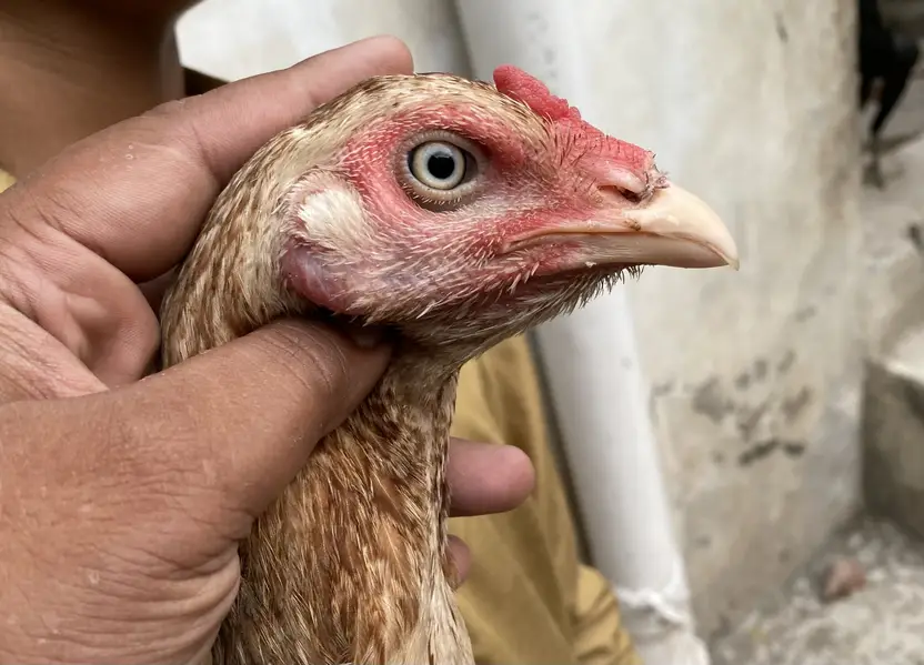 Aseel lasani bredr female — photo 10