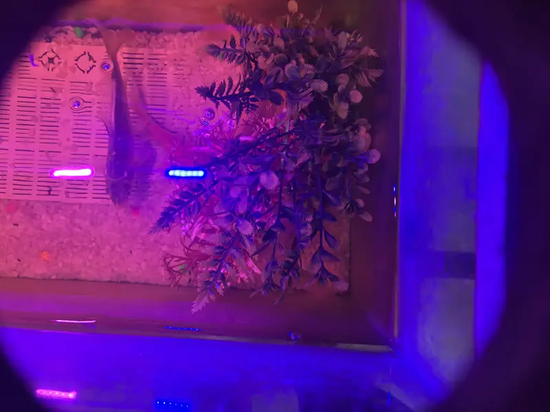 Aquarium with complete accessories and fishes — photo 3