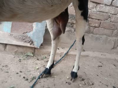 sonay ko tyar bakri