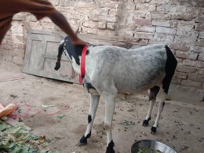 sonay ko tyar bakri
