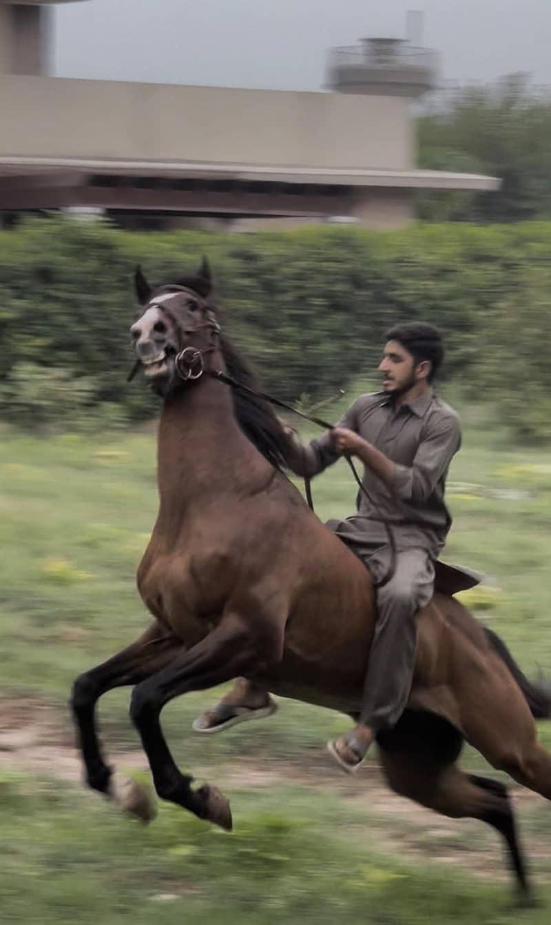 Thoroughbred 0