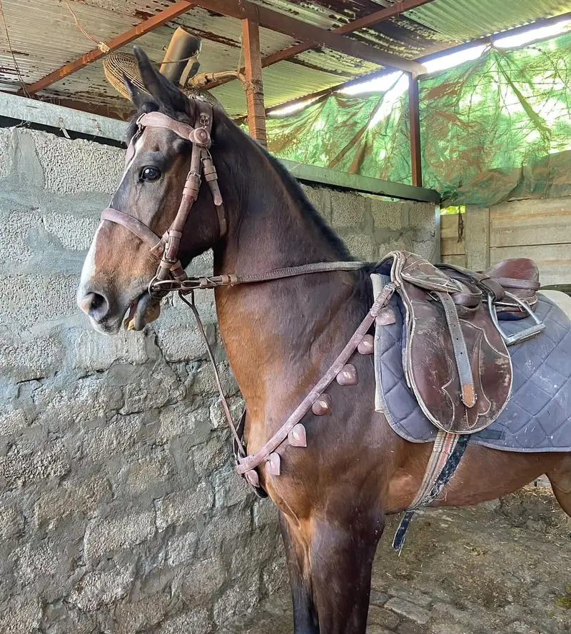 Thoroughbred — photo 2