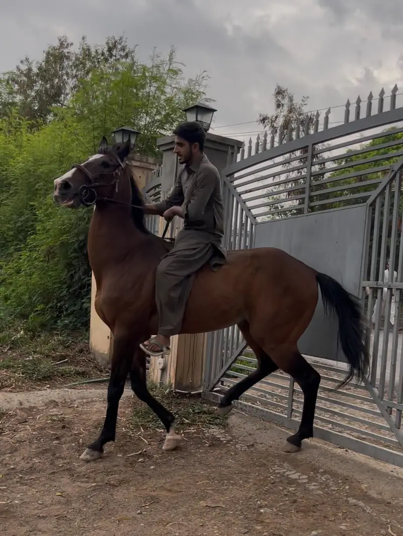 Thoroughbred — photo 3
