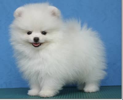 Pomeranian puppies/shihtzu puppies 0313*93*63*417