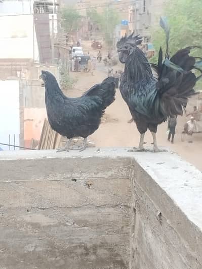 urgent sell krna h