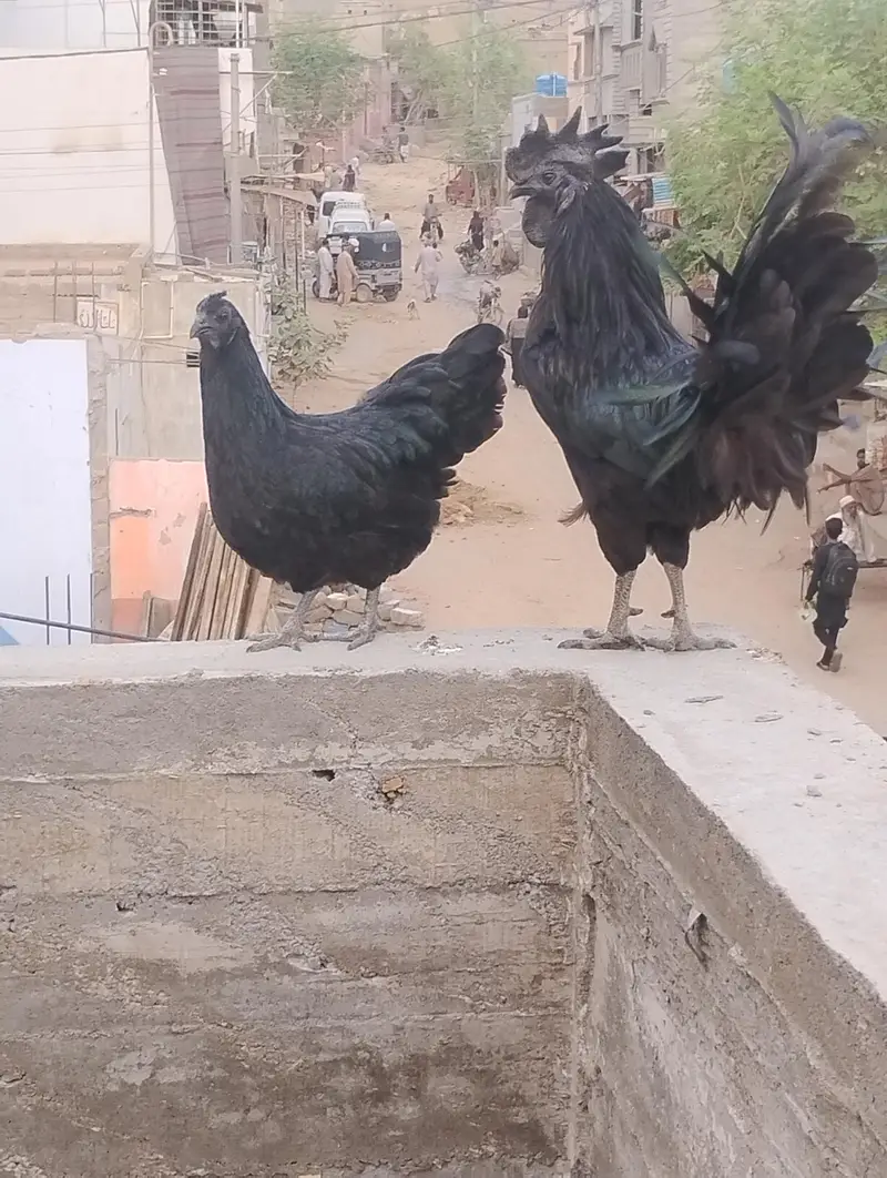 urgent sell krna h — photo 2
