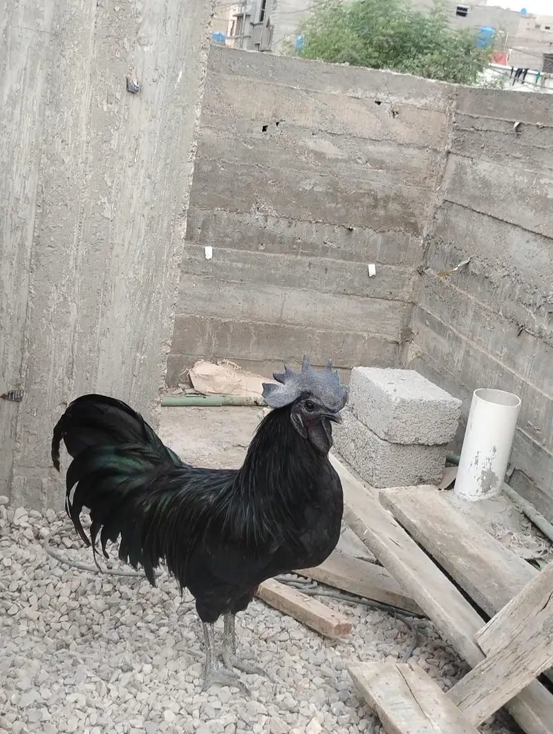 urgent sell krna h — photo 4