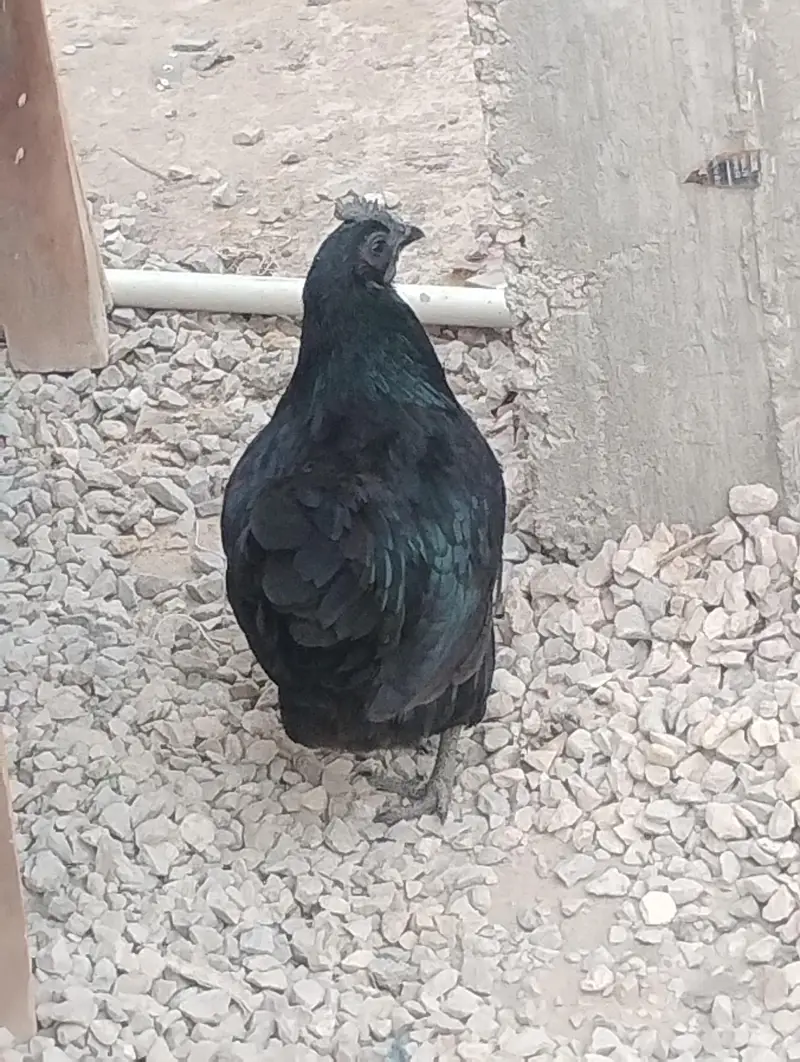 urgent sell krna h — photo 5