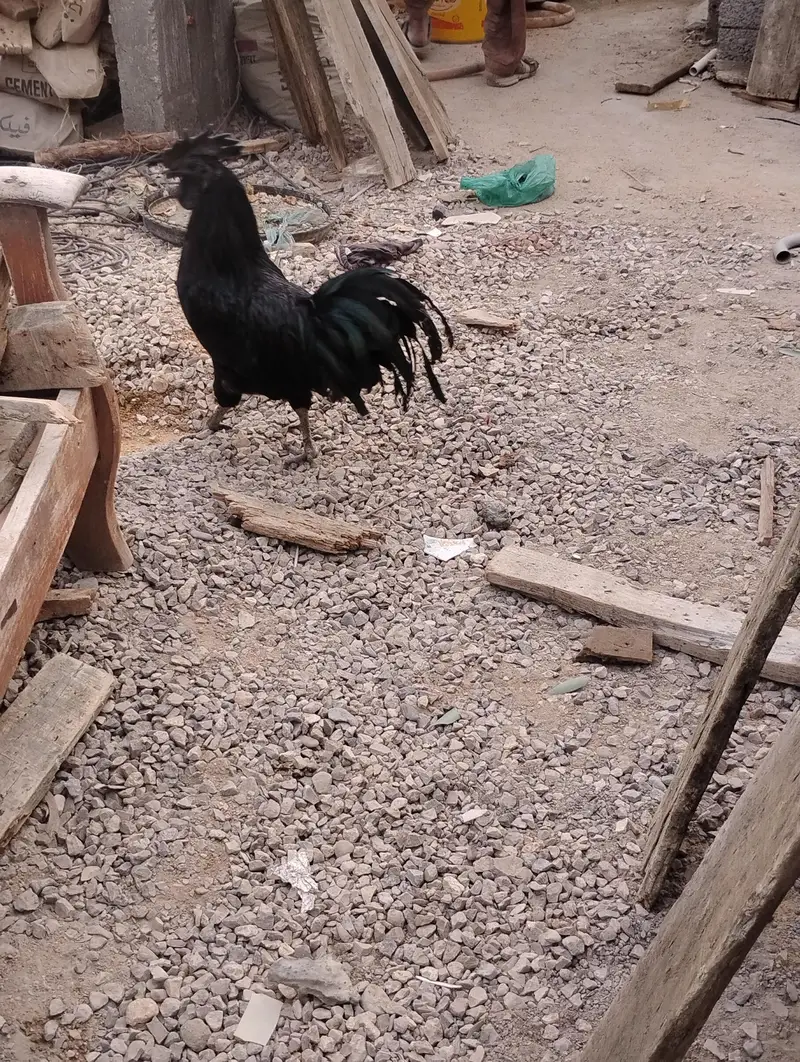 urgent sell krna h — photo 6