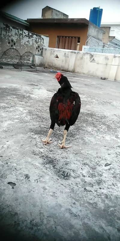 home breeder quality aseel bird
