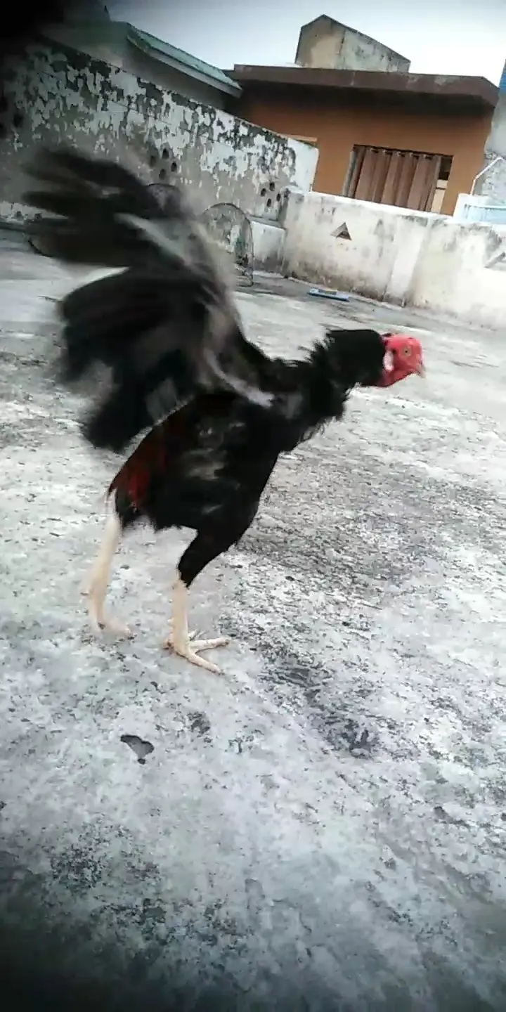 home breeder quality aseel bird — photo 2