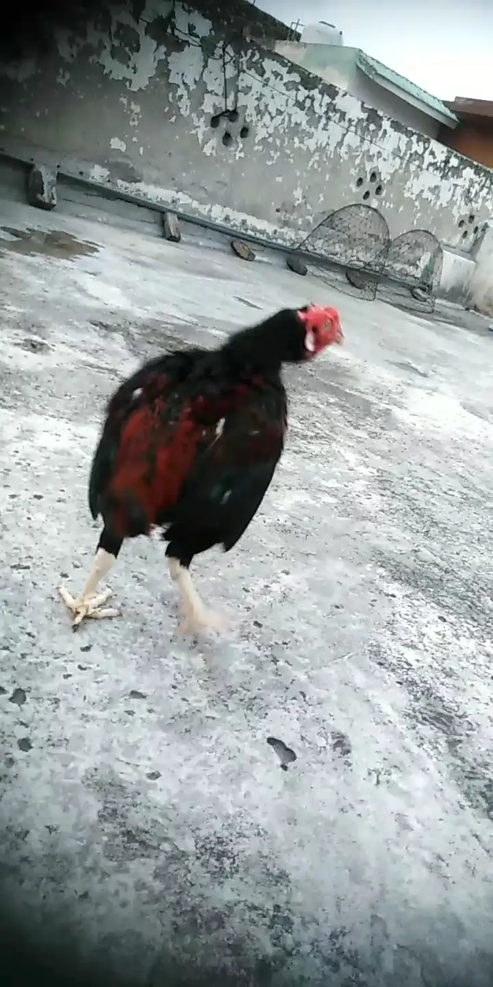 home breeder quality aseel bird — photo 3