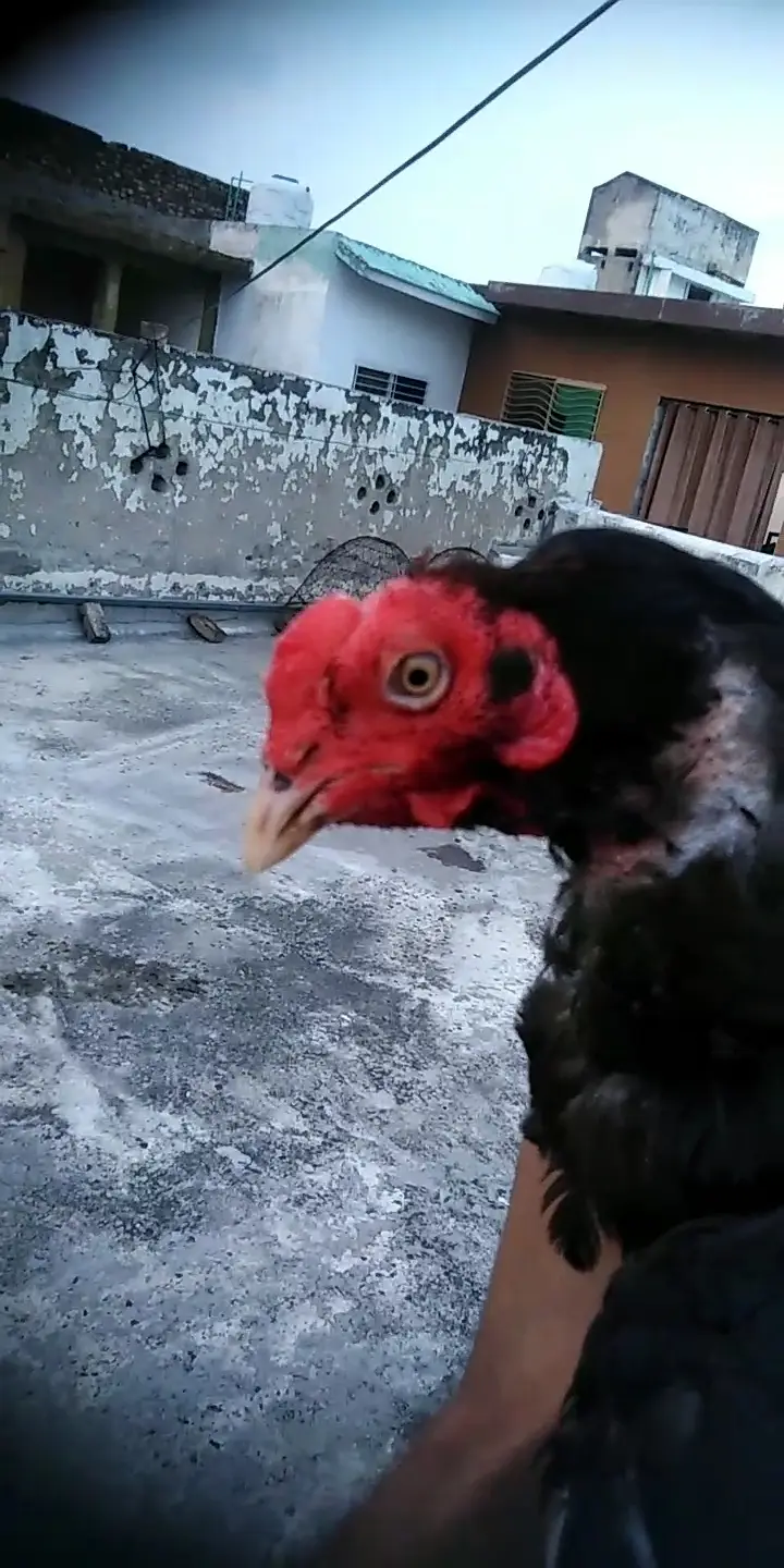 home breeder quality aseel bird — photo 4