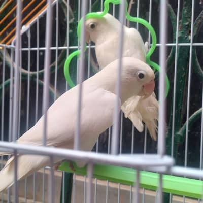 Lovebirds parrot