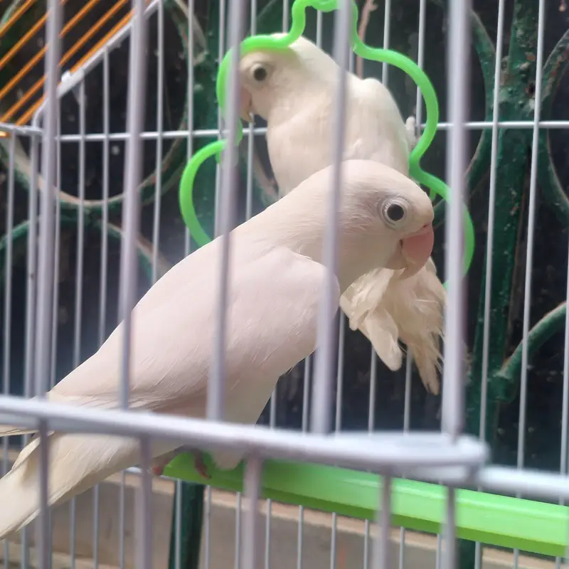 Lovebirds parrot