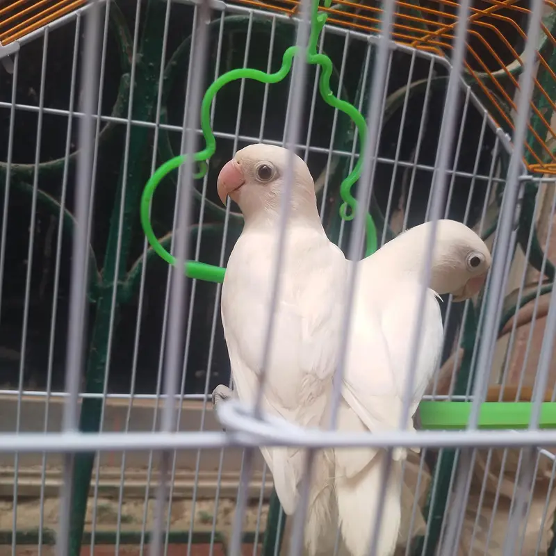 Lovebirds parrot — photo 2