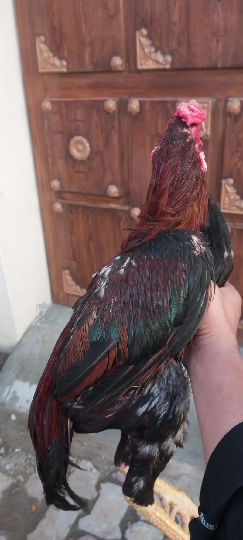 aseel mianwali for sale and exchange possible — photo 7