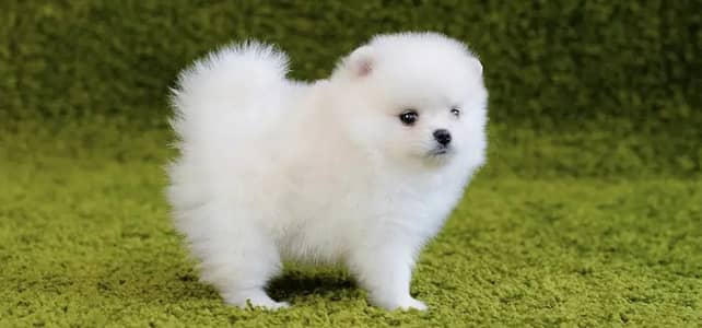 Pomeranian puppies/shihtzu puppies 0313*93*63*417