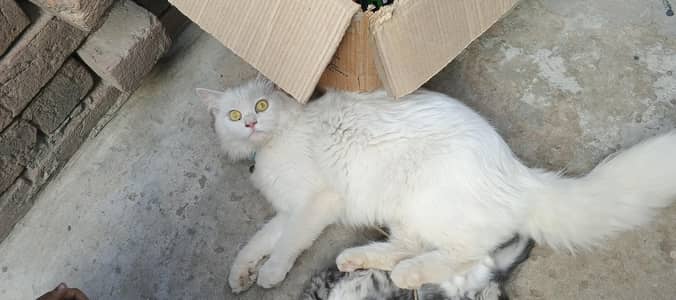 very beautiful cat