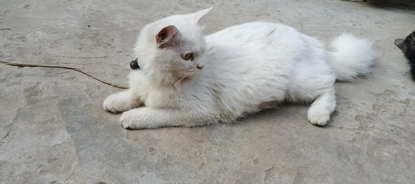 very beautiful cat — photo 2
