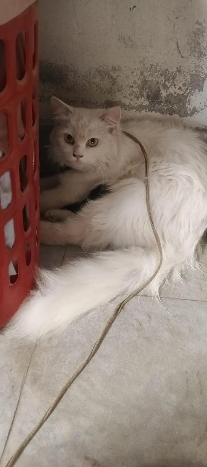 very beautiful cat — photo 3